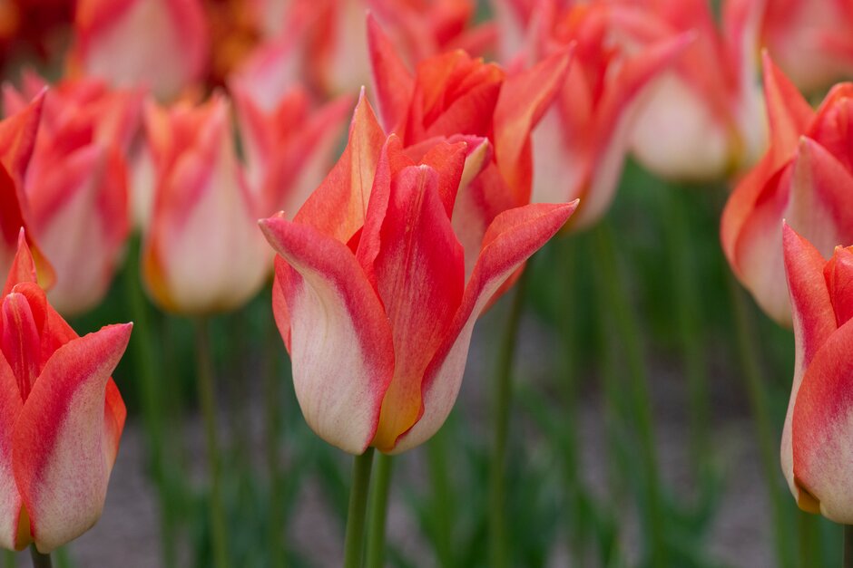 tulip 'Moonblush'