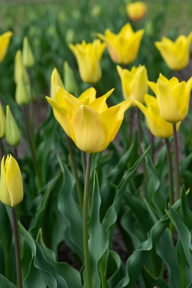 tulip 'Moonblush'