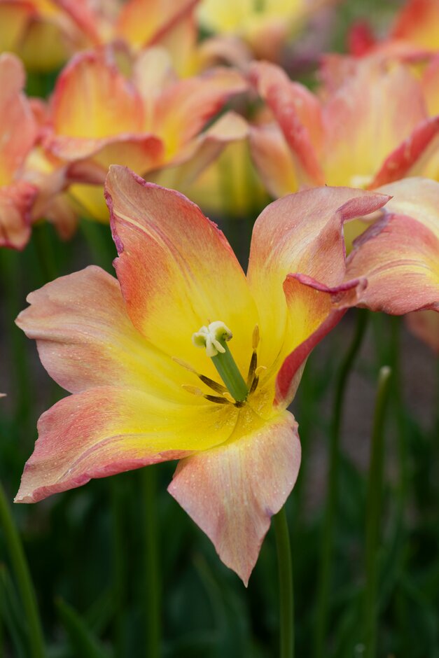 tulip 'Moonblush'