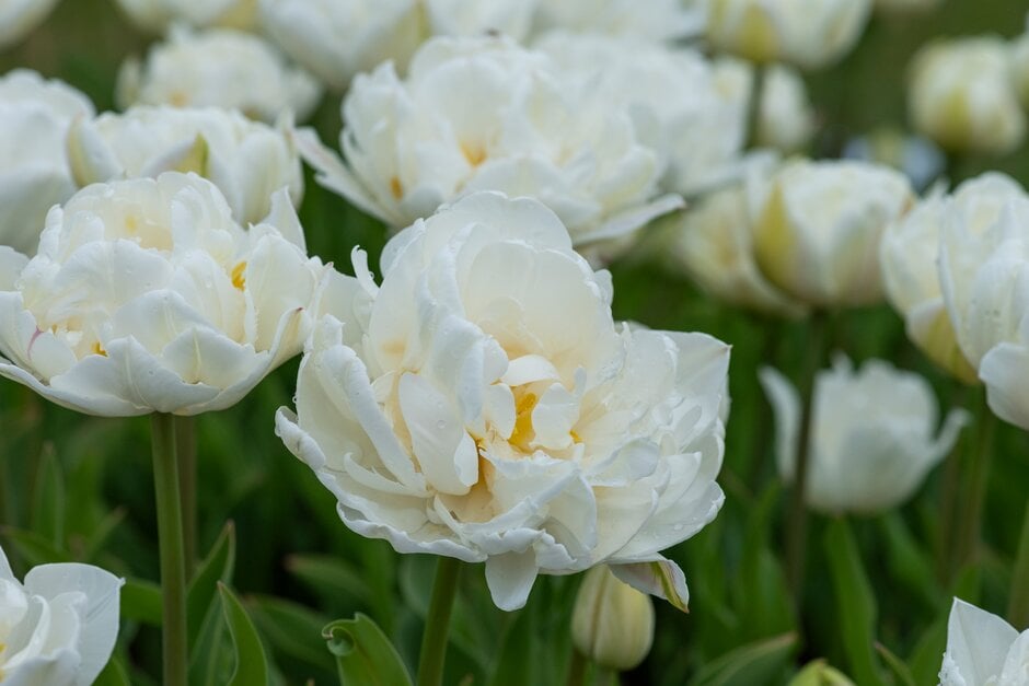 tulip 'Mount Tacoma'