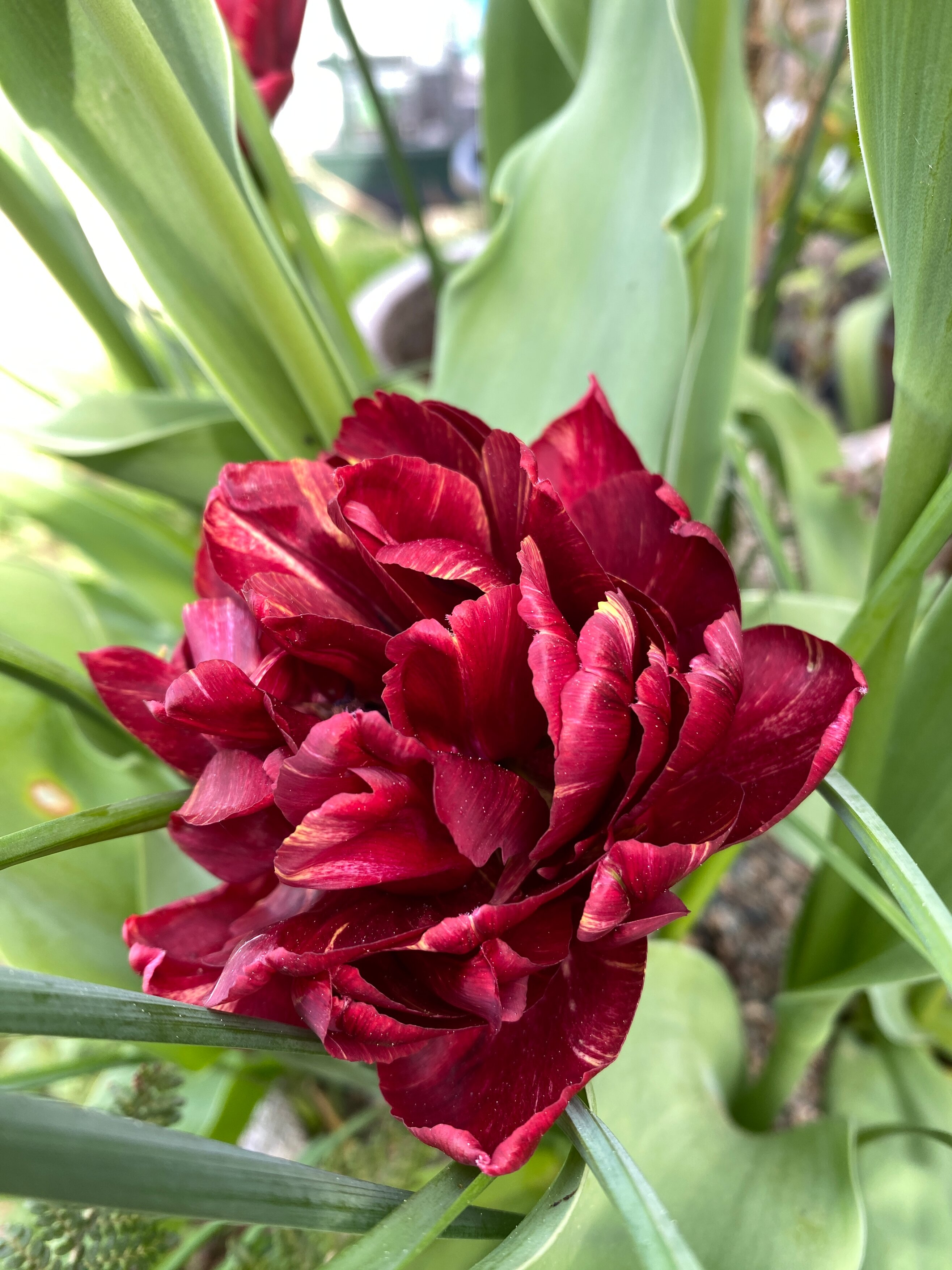 tulip 'Nachtwacht'
