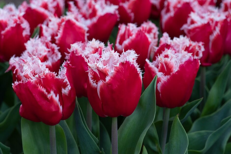 tulip 'New Santa'