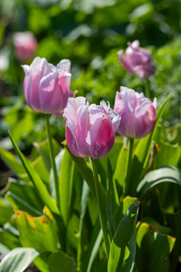 tulip 'Ollioules'