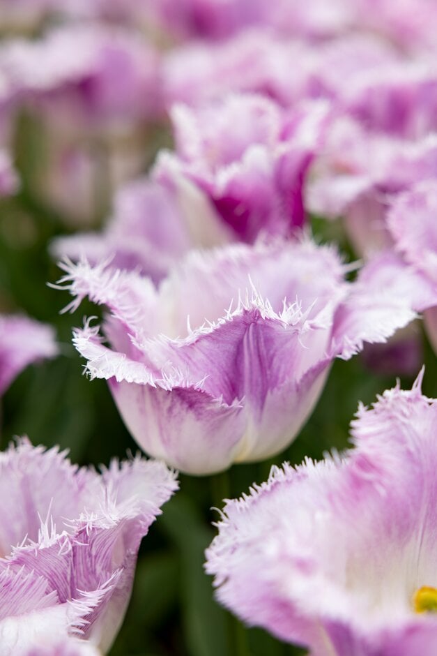 tulip 'Oviedo'