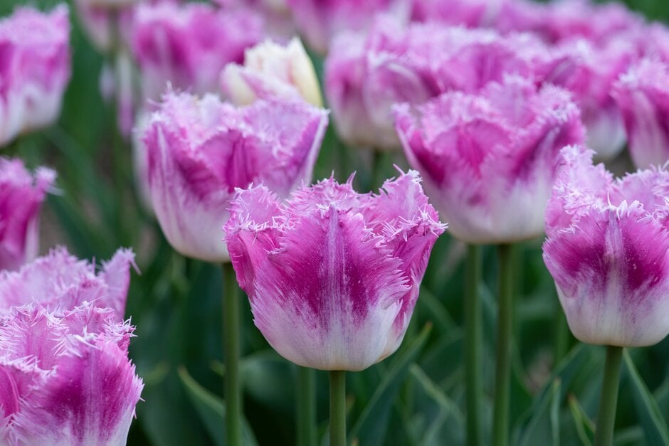 tulip 'Oviedo'