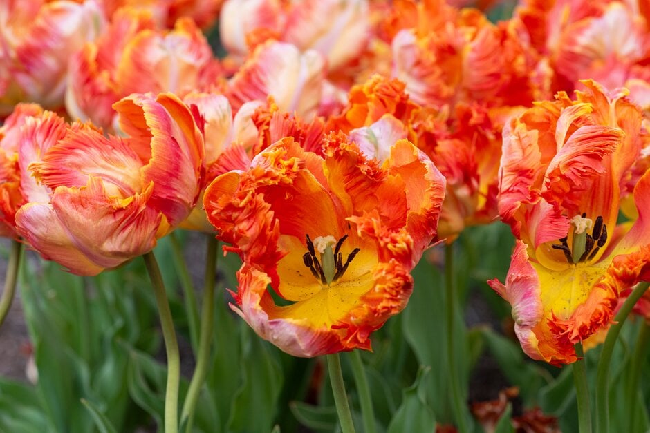 tulip 'Parrot King'