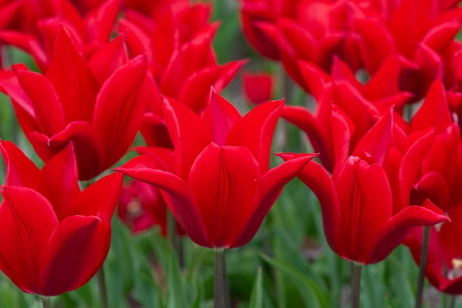 tulip 'Pieter de Leur'