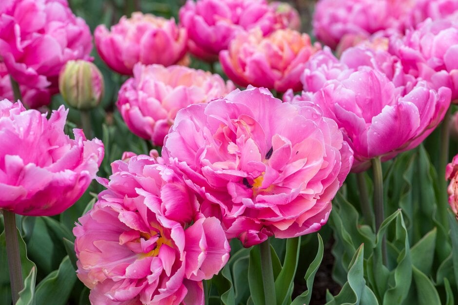 tulip 'Pink Star'