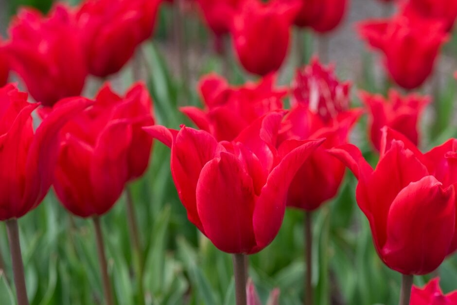 tulip 'Pretty Woman'