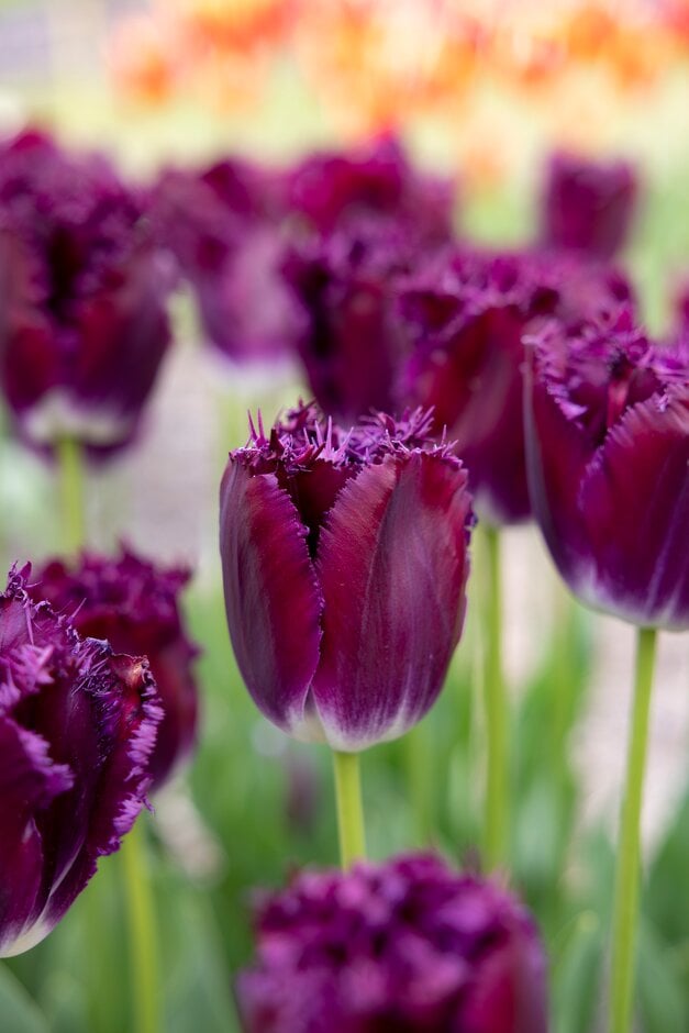 tulip 'Purple Crystal'