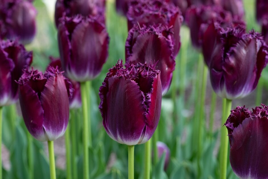 tulip 'Purple Crystal'