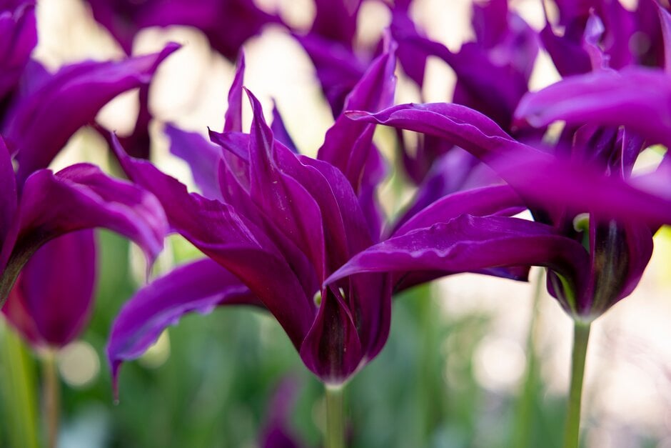 tulip 'Purple Doll'