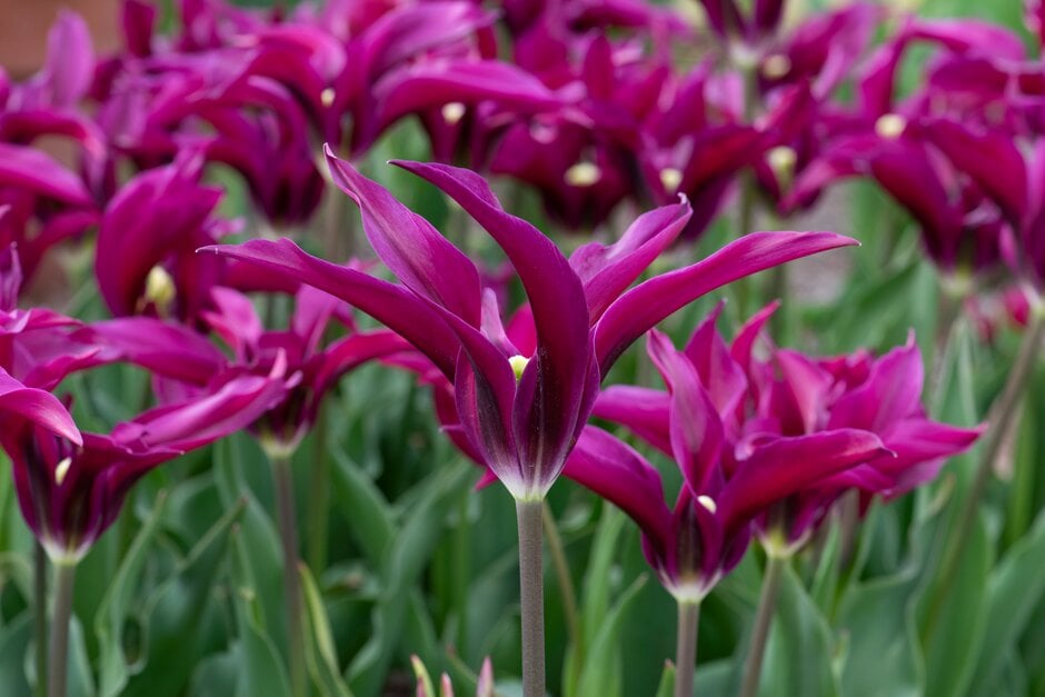 tulip 'Purple Doll'