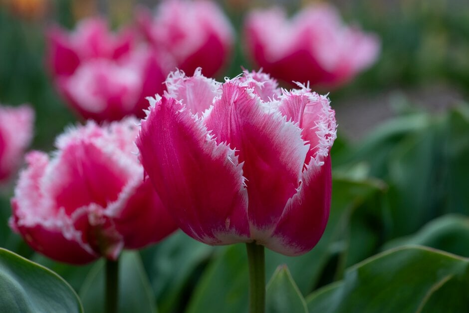 tulip 'Queensland'