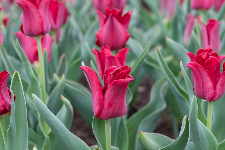 tulip 'Red Dress'