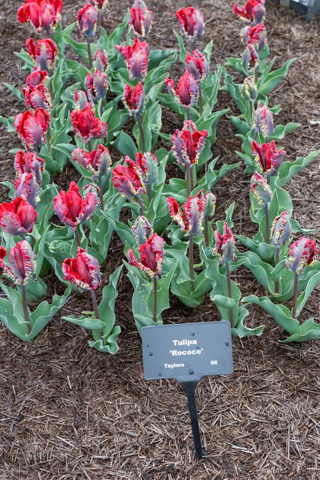 tulip 'Rococo'