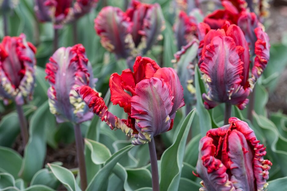 tulip 'Rococo'