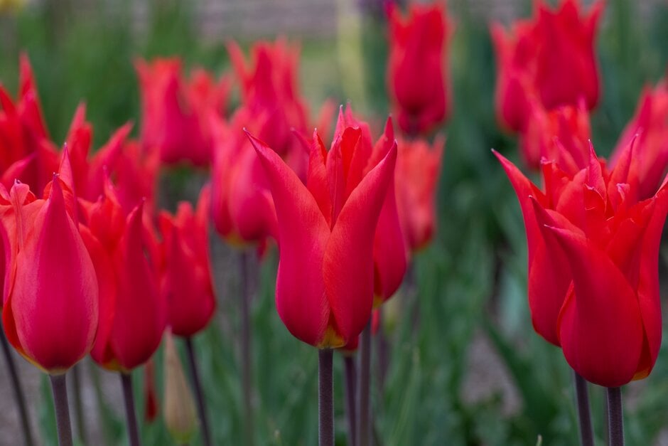 tulip 'Royal Charm'