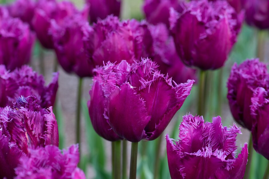 tulip 'San Clemente'