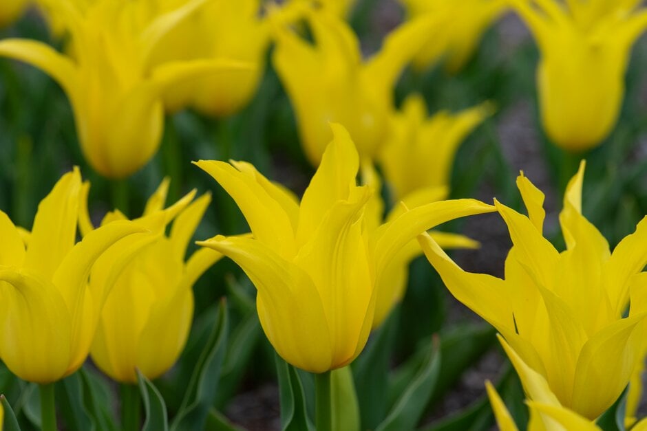 tulip 'Schiedam'