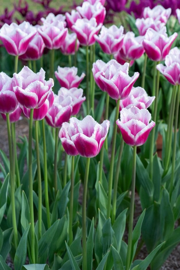 tulip 'Siesta'