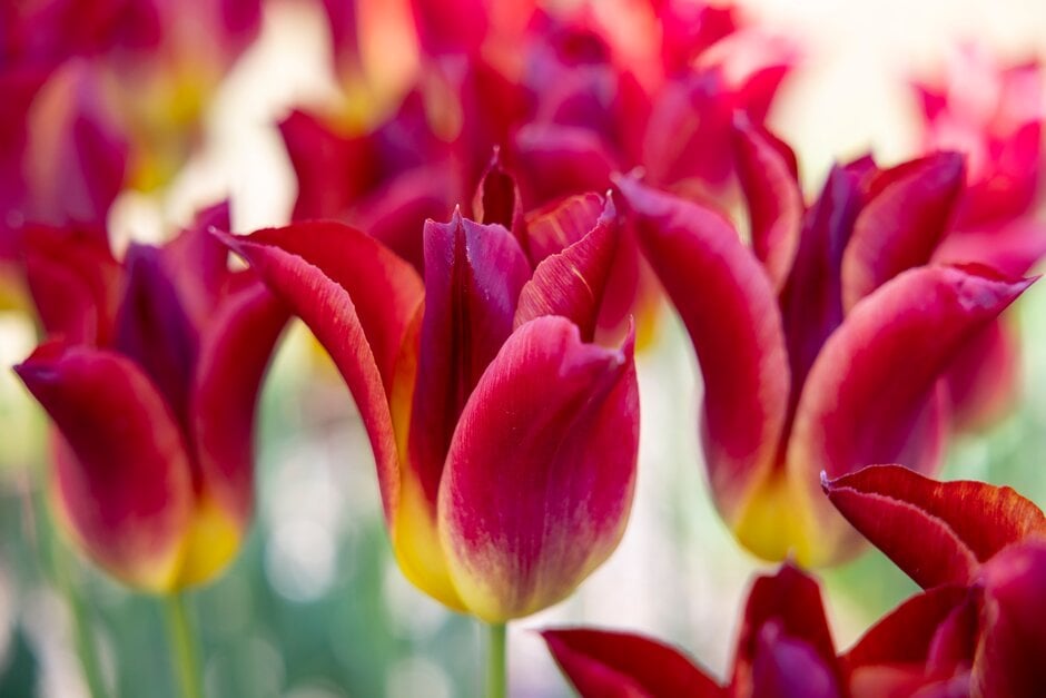 tulip 'Striking Match'