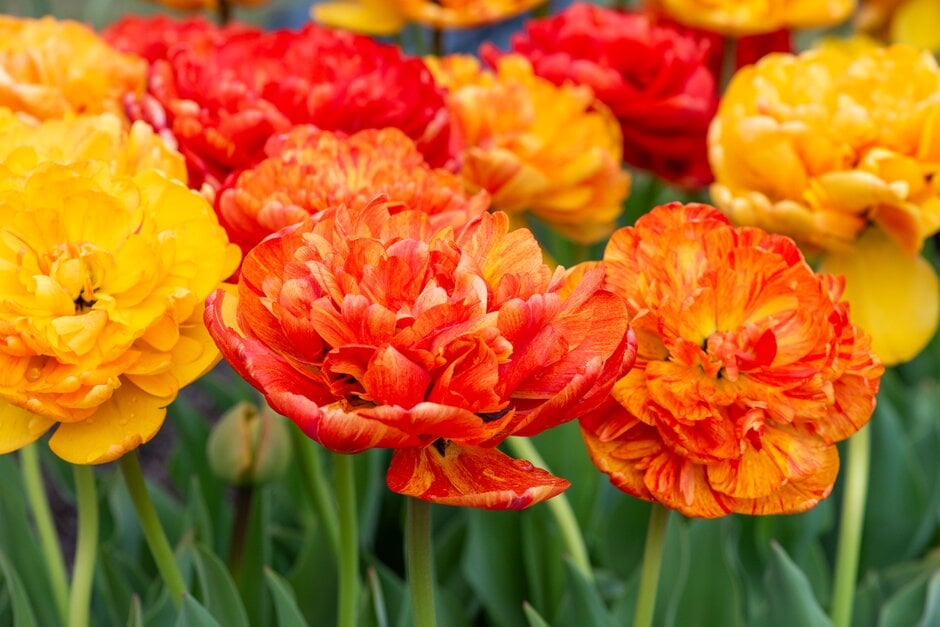 tulip 'Sun Lover'