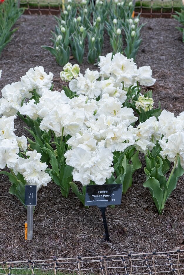 tulip 'Super Parrot'