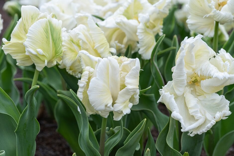 tulip 'Super Parrot'