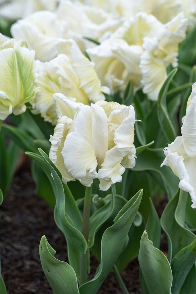 tulip 'Super Parrot'