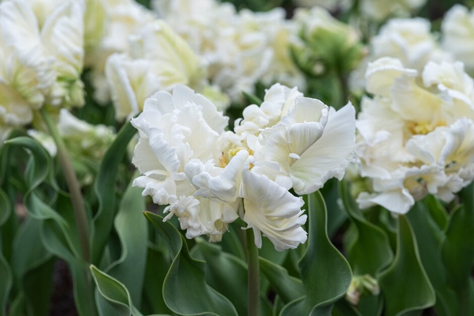tulip 'Super Parrot'