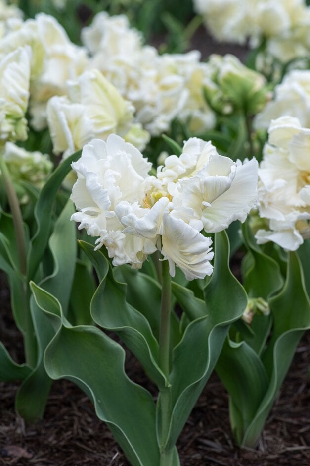 tulip 'Super Parrot'