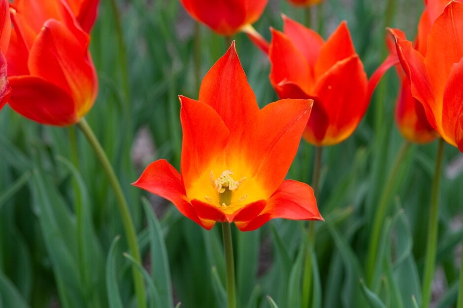 tulip 'Synaeda Orange'