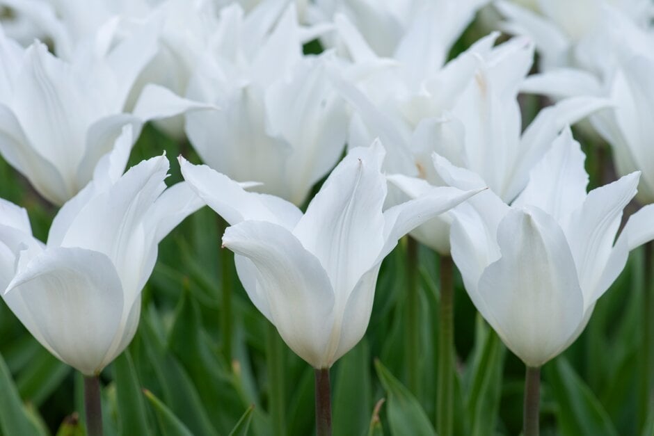 tulip 'Très Chic'
