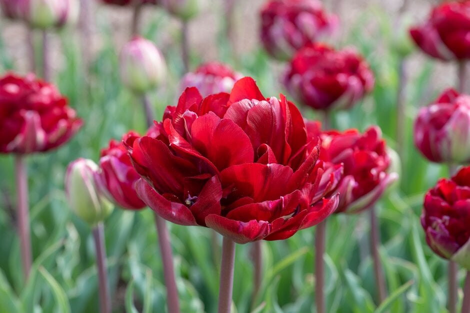 tulip 'Uncle Tom'