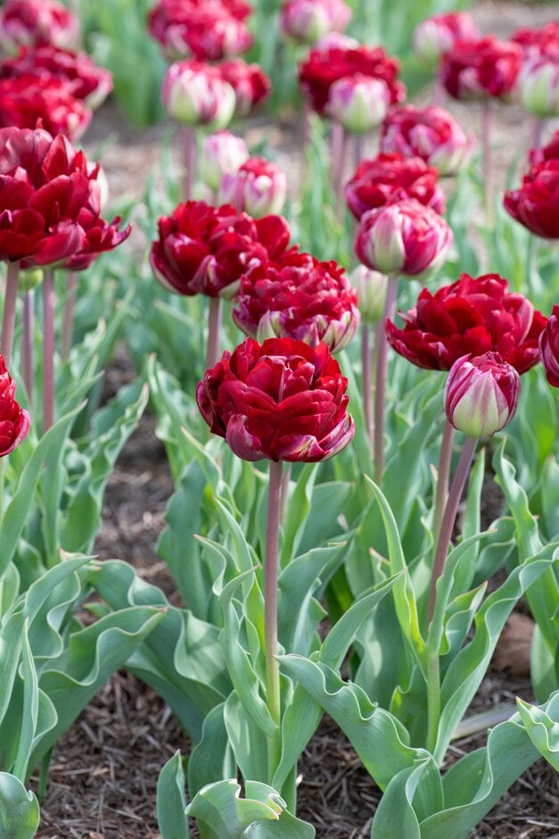 tulip 'Uncle Tom'