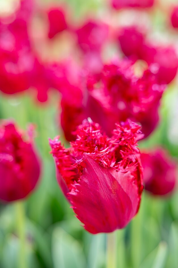 tulip 'Versaci'