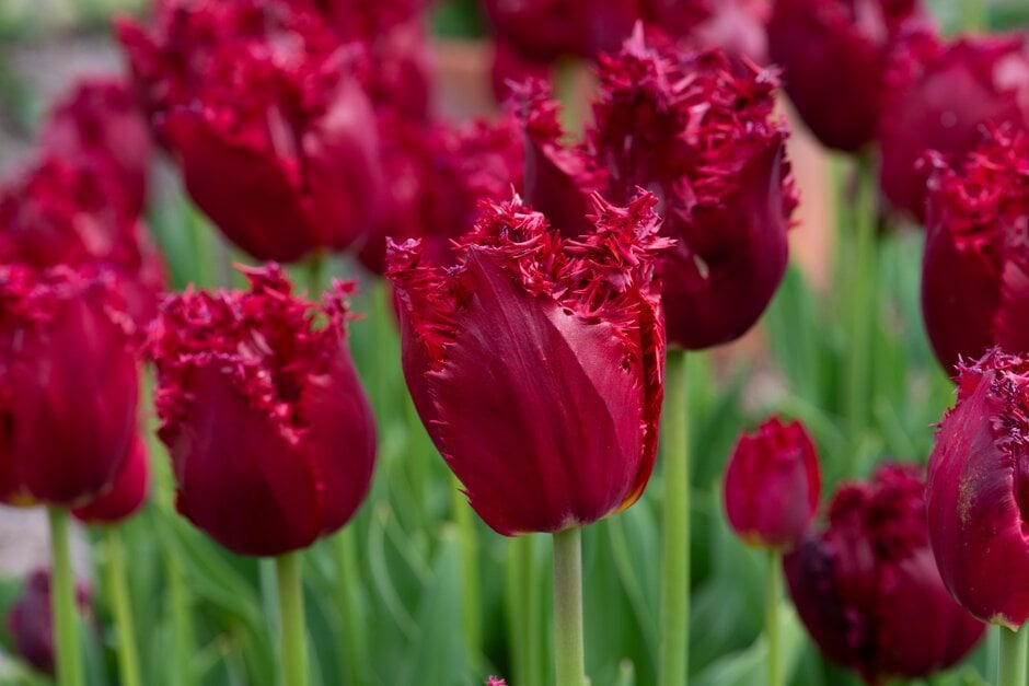 tulip 'Versaci'