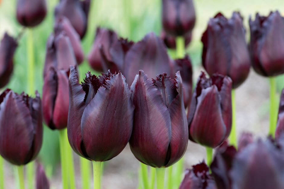 tulip 'Vincent van Gogh'