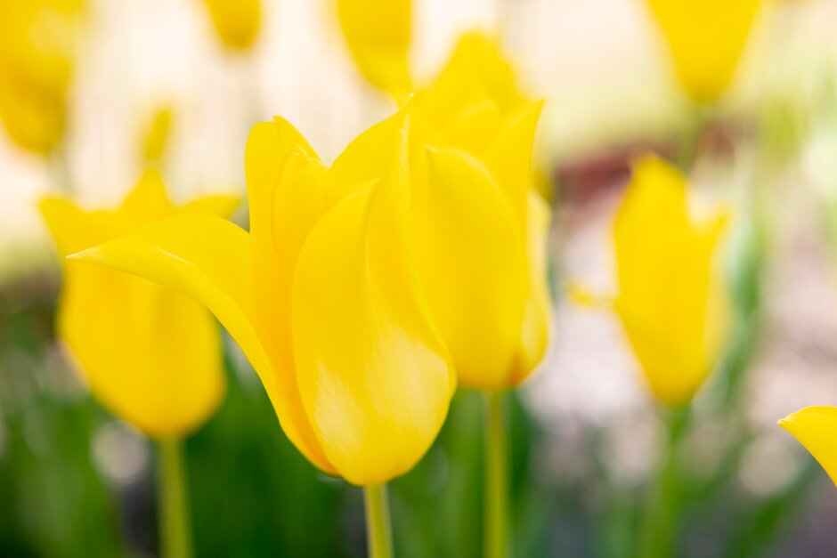 tulip 'West Point'