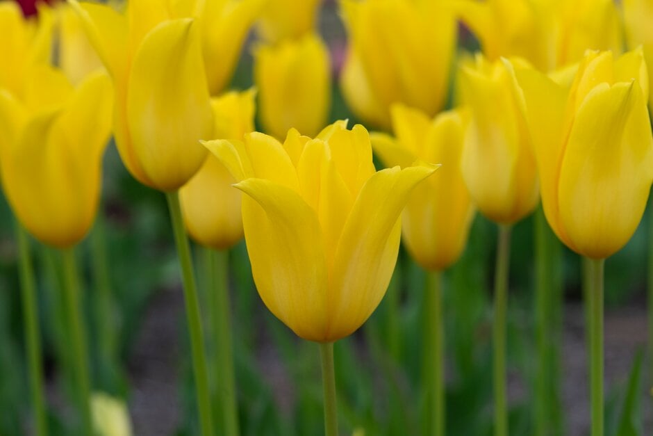 tulip 'West Point'