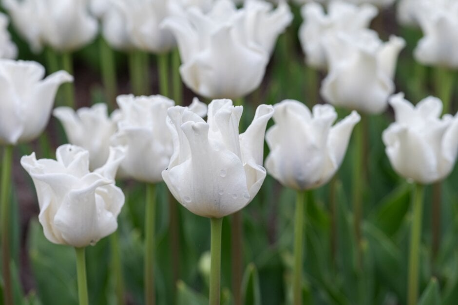 tulip 'White Liberstar'
