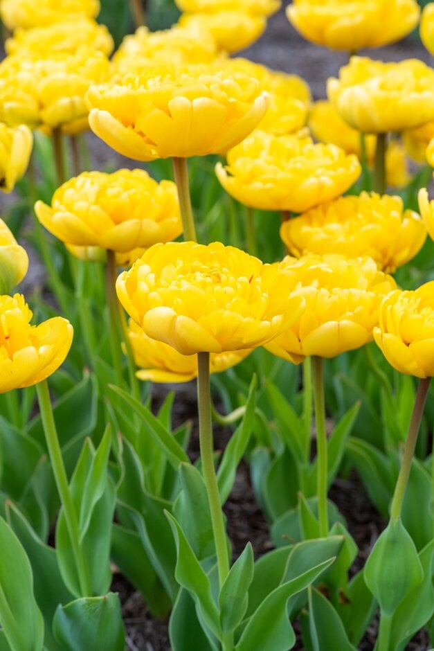 tulip 'Yellow Pompenette'