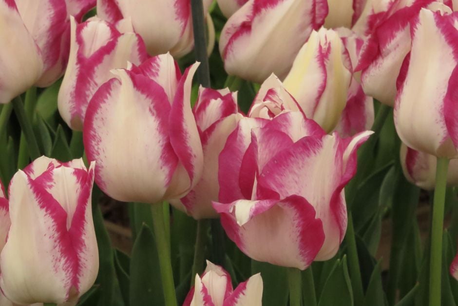 tulip 'Affaire'