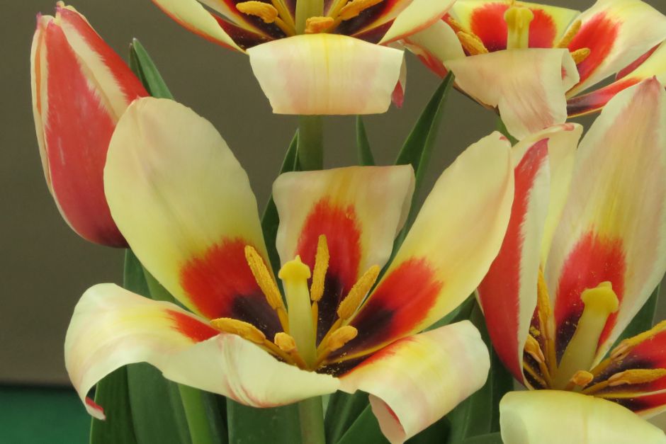 Tulipa Johann Strauss 12 Tulip Johann Strauss 