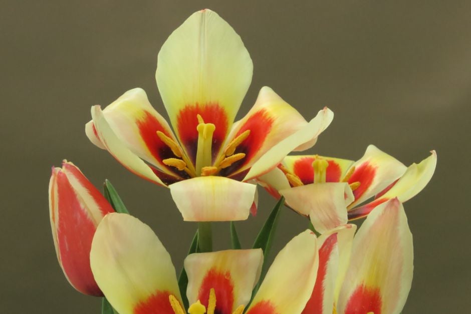 tulip 'Johann Strauss'