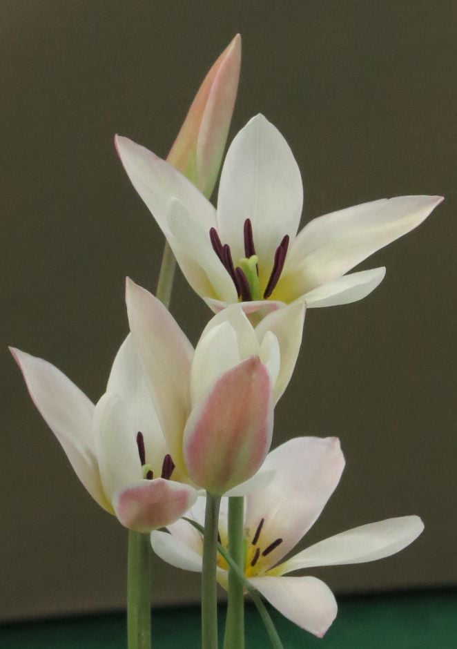 tulip 'Lady Jane'