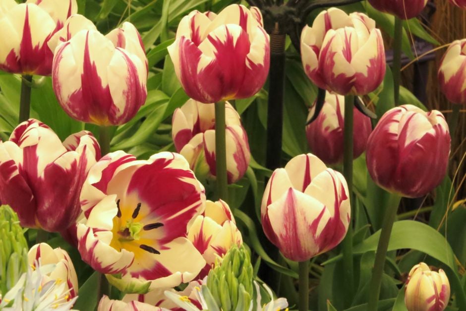 tulip 'Rems Favourite'