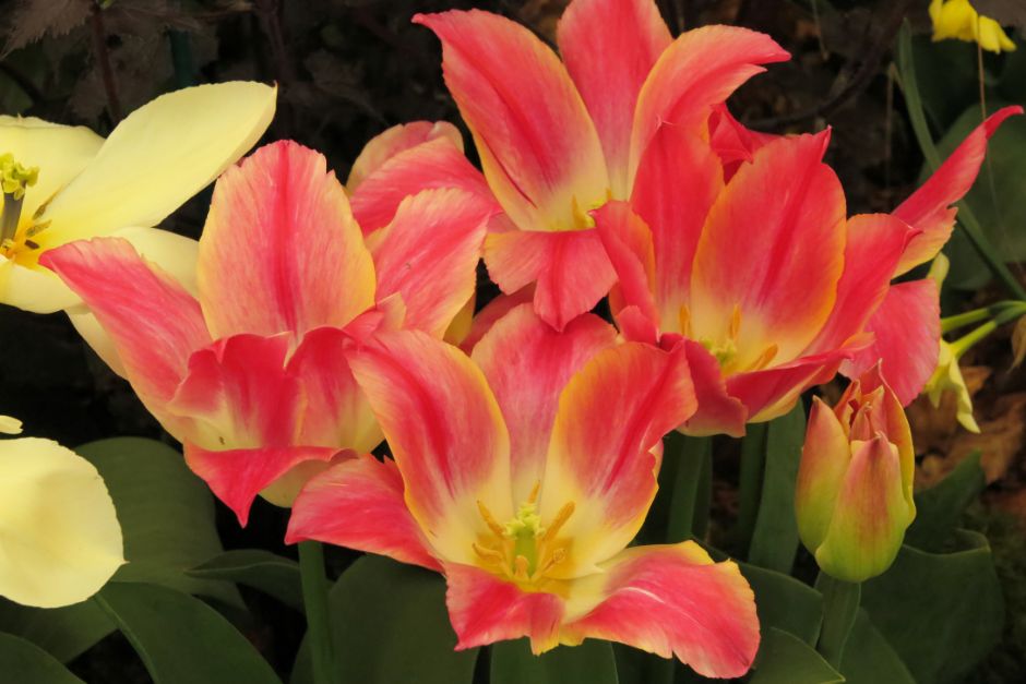 tulip 'Whispering Dream'