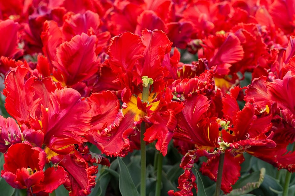 tulip 'Rococo'